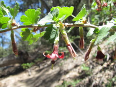 Ribes roezlii roezlii