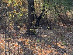 Odocoileus virginianus