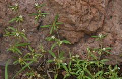 Mollugo verticillata