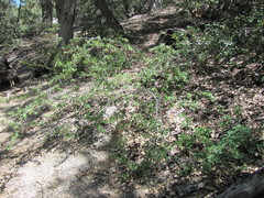Ribes roezlii roezlii
