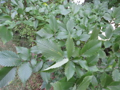 Ulmus americana
