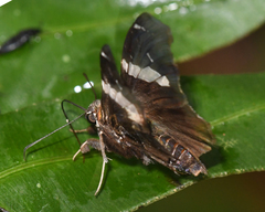 Spathilepia clonius