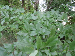 Ulmus americana