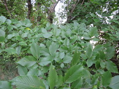 Ulmus americana