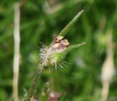 Centrolepis aristata