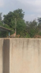 Streptopelia senegalensis