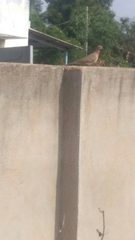Streptopelia senegalensis