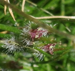 Centrolepis aristata