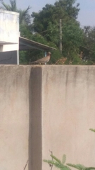 Streptopelia senegalensis