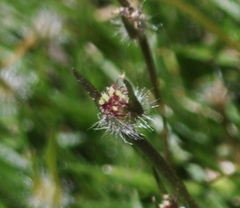 Centrolepis aristata