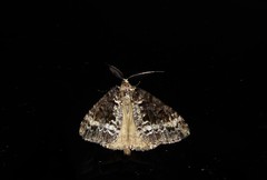 Pseudocoremia leucelaea