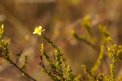 Hypericum tenuifolium