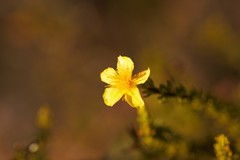 Hypericum tenuifolium