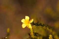 Hypericum tenuifolium