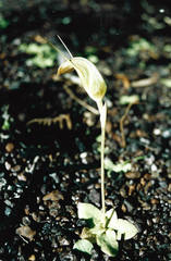 Pterostylis ophioglossa