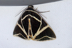 Agamana sarmentosa