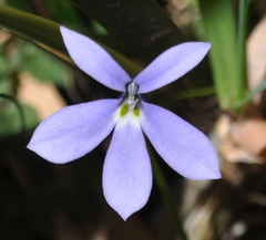 Lobelia beaugleholei