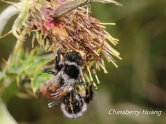 Bombus formosellus