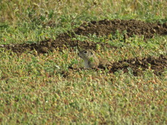 Xerospermophilus perotensis