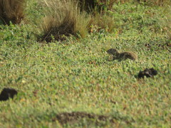 Xerospermophilus perotensis