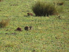 Xerospermophilus perotensis