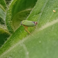 Versigonalia vermiculata
