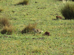 Xerospermophilus perotensis