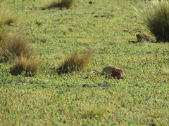 Xerospermophilus perotensis