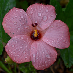 Abelmoschus moschatus tuberosus