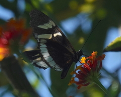 Heliconius cydno cydnides