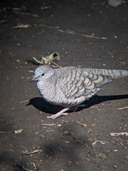 Columbina inca