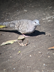 Columbina inca
