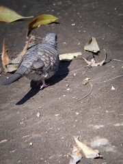 Columbina inca