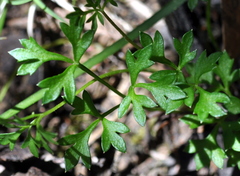 Xanthosia dissecta