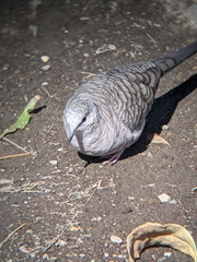 Columbina inca