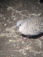 Columbina inca