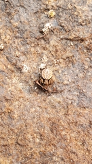 Psammitis labradorensis