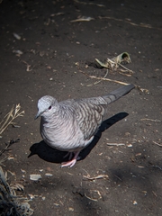 Columbina inca