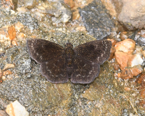 Staphylus putumayo