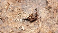 Psammitis labradorensis