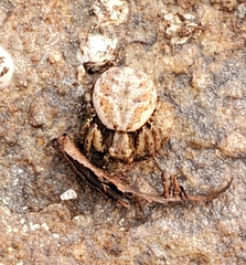 Psammitis labradorensis