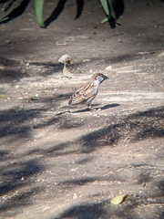 Passer domesticus