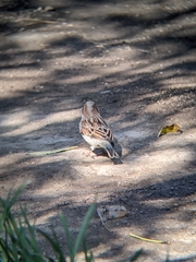 Passer domesticus