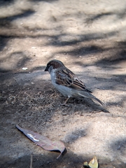 Passer domesticus