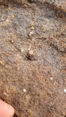 Psammitis labradorensis