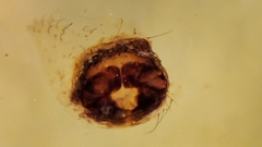 Psammitis labradorensis