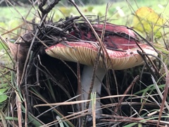 Russula californiensis