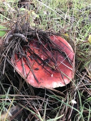 Russula californiensis