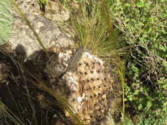 Sceloporus megalepidurus
