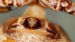 Psammitis labradorensis